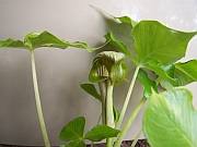 Arisaema ringins